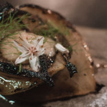 Terrae Cibo