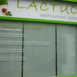 Lactuca Piatti