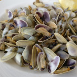 Baydal Cibo