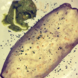 Desperado Cibo