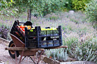 The Garden On The Lake food