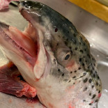 Arami Cibo