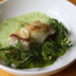 Hibrido Cibo