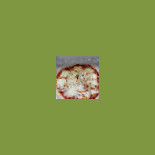 Befa Pizza Cibo