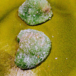 Namdo Cibo