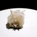 Florilège Cibo