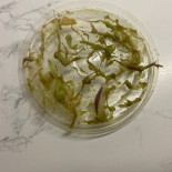 Chipotle Cibo