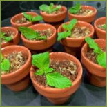 Hortus Essen