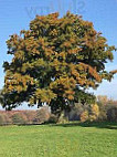 Alpakahof Und Hohe Heide Beckmann Alpakatouren Und Alpakahofladen food