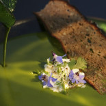 La Chassagnette Cibo