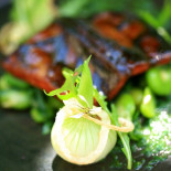La Chassagnette Cibo