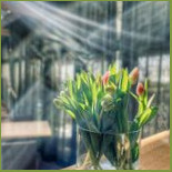 Spring Cafe Dentro