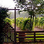 Watermelon Creek Vineyard outside