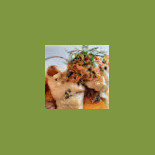 Phoebus Cibo