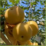 Xīn Shè Shān Yuè Xiū Xián Tíng Yuán Lù Yíng Měi Shí Cibo
