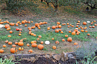 Packer Orchards And Bakery food