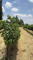 Clos De Gat Winery inside