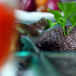 Saveurs Cibo