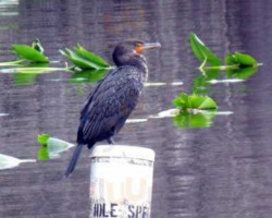 Manatee Springs food