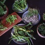 Maruta Cibo