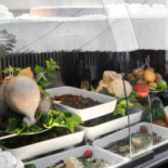 L'antico Scantinato Comida