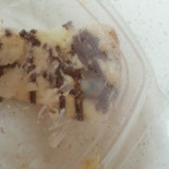 Dulce's Antojitos Cibo