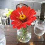 Murray's Cibo