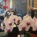 Java Tech Cafe Cibo