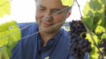 Julius Renner Weingut und Weinkellerei food