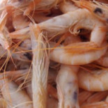 Catalo Cibo