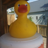 Quack Shack Cibo