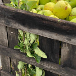 Samascott Orchards Cibo