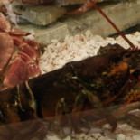 L'océan Cibo