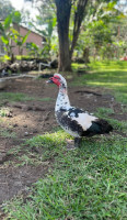 Paradise Meadows Orchard And Bee Farm, Home Of Hawaii's Local Buzz outside