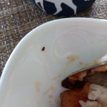Phở Vn Cibo