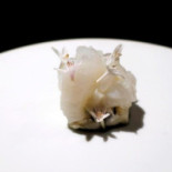 Florilège Cibo