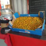Jankan Cibo