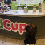 Twisted Cup Yogurt Cibo