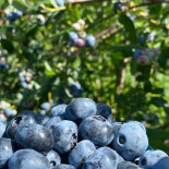 Samascott Orchards Cibo