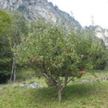 Monaci Cibo