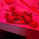 Vice Cibo