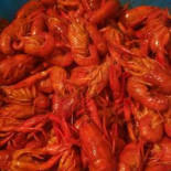 Ranch Seafood Cibo
