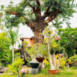 บ้านสวนน้ำ สุรินทร์ Esterno