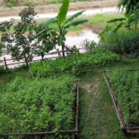 Khrua Rom Mai Chai Khlong ครัวร่มไม้ชายคลอง