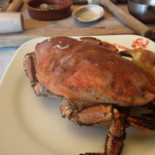 Brest Cibo