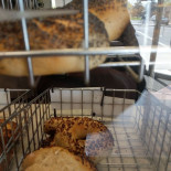 Doc's Bagels Esterno