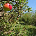 Բարդիներ ռեստորան food