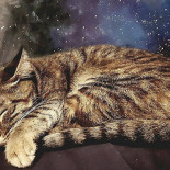 Miau Dentro