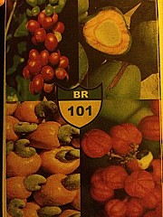 BR101