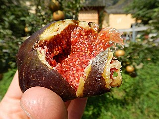 Pasticceria Caffe Negozio Salis